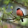 Hyl obecny - Pyrrhula pyrrhula - Eurasian Bullfinch 0244